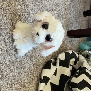 A dog stuffed animal